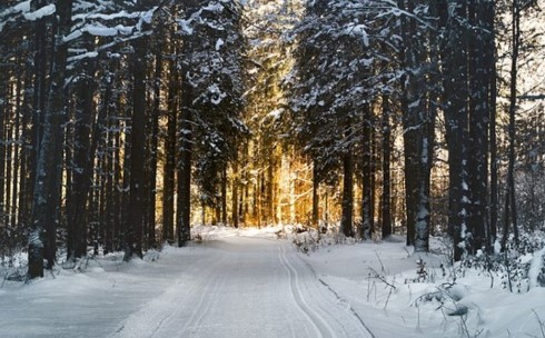 Коркинцев приглашают на лыжню